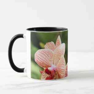 Orange Orchideen-Hybride, Südafrika Tasse
