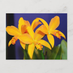 Orange Orchideen im Lila Hintergrund Postkarte