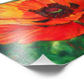 Orange Oriental Poppies | FOTO (Ecke)