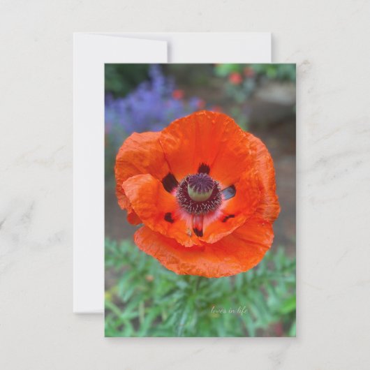 Orange Oriental Poppy & Lavender Blume Mitteilungskarte (Vorderseite)