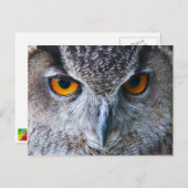 Orange Owl Eyes Fotografie Postkarte (Vorne/Hinten)