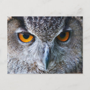 Orange Owl Eyes Fotografie Postkarte