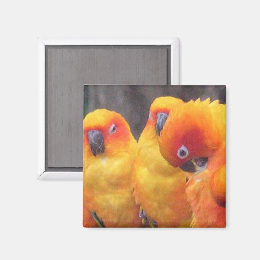 Orange Parrot Magnet (Vorderseite/Rückseite)