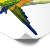 Orange Parrot No.10 Antique Bird Print Poster (Ecke)