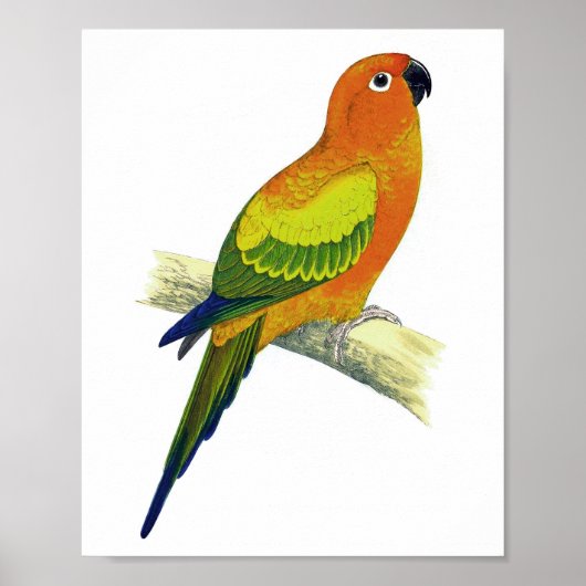 Orange Parrot No.10 Antique Bird Print Poster (Vorne)