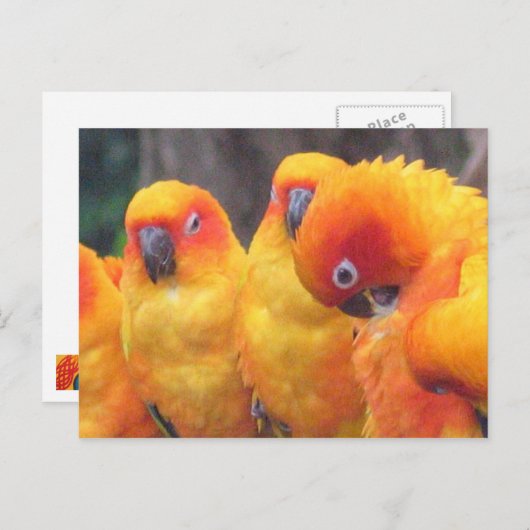 Orange Parrot Postcard Postkarte (Vorne/Hinten)