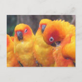 Orange Parrot Postcard Postkarte (Vorderseite)