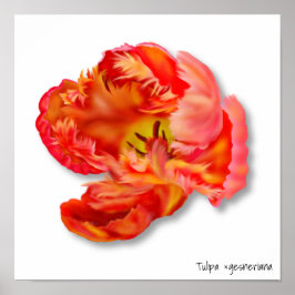 Orange Parrot Tulip Digitale Kunst Poster