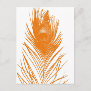 Orange Peacock Feather Postcard Postkarte