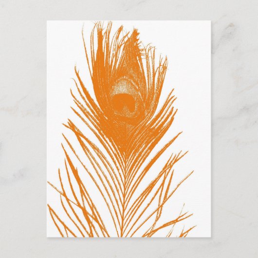 Orange Peacock Feather Postcard Postkarte (Vorderseite)