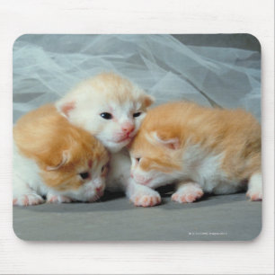 Orange Pelz-Kätzchen Mousepad