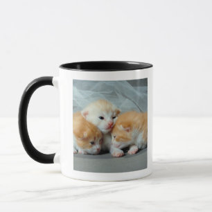 Orange Pelz-Kätzchen Tasse