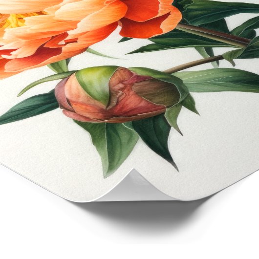 Orange Peonies Blume Art Print Poster (Ecke)