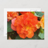 Orange Peony Postkarte (Vorne/Hinten)