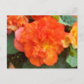 Orange Peony Postkarte (Vorderseite)