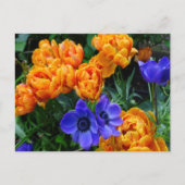 Orange Peony Tulips & Blue Anemones DIREKT Postkar Postkarte (Vorderseite)