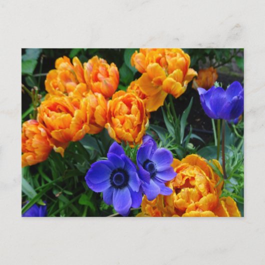 Orange Peony Tulips & Blue Anemones DIREKT Postkar Postkarte (Vorderseite)