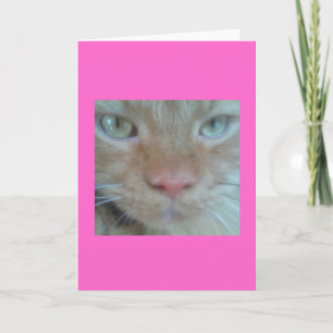 Orange Persian Cat Grußkarte Karte