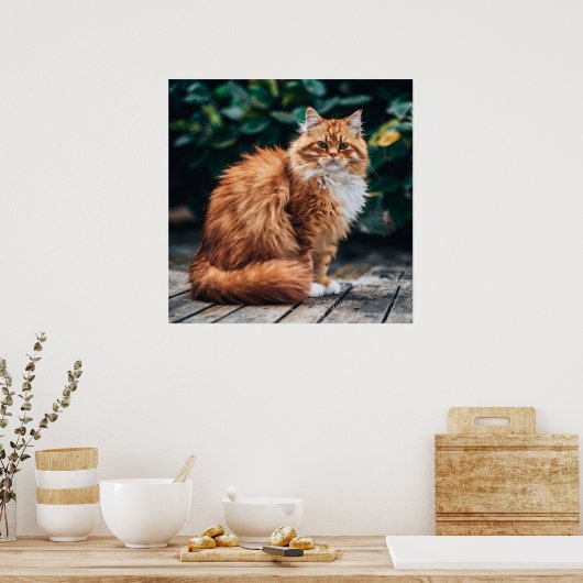 Orange Persian Cat Poster (Küche)