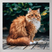 Orange Persian Cat Poster (Vorne)