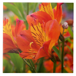 Orange Peruvian Lily Keramik Tile Fliese