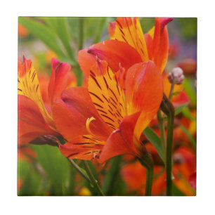 Orange Peruvian Lily Keramik Tile Fliese