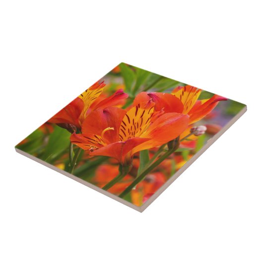 Orange Peruvian Lily Keramik Tile Fliese (Seite)