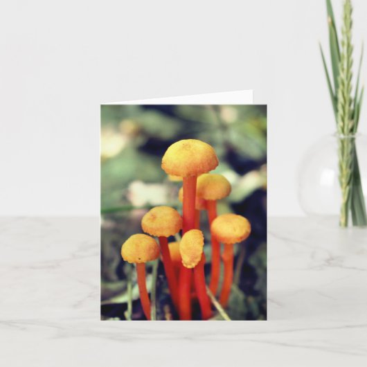 Orange Pilze Naturfotografie (Vorderseite)