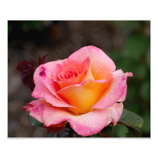 Orange Pink Rose Fotodruck (Vorne)