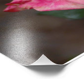 Orange Pink Rose Fotodruck (Ecke)