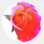 Orange Pink Rose Stikers Runder Aufkleber (Vorderseite)