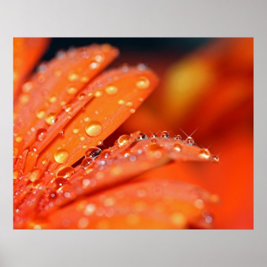 Orange Pop Poster (Vorne)