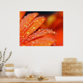 Orange Pop Poster (Küche)