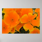 Orange Poppies in Spring Poster (Vorne)