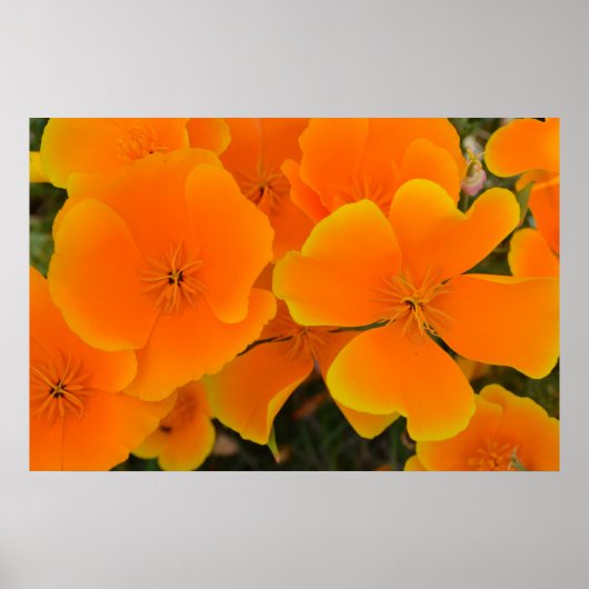 Orange Poppies in Spring Poster (Vorne)