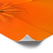 Orange Poppies in Spring Poster (Ecke)