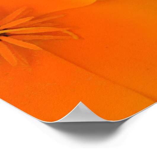Orange Poppies in Spring Poster (Ecke)