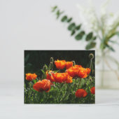 Orange Poppies Postkarte (Stehend Vorderseite)