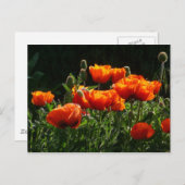 Orange Poppies Postkarte (Vorne/Hinten)