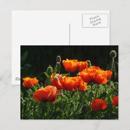 Orange Poppies Postkarte (Vorne/Hinten)