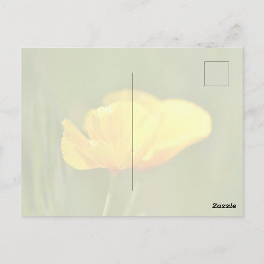 Orange Poppies Postkarte (Rückseite)