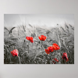 Orange Poppy Blume Field Minimalistisch Fotografie Poster