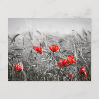 Orange Poppy Blume Field Minimalistisch Fotografie Postkarte