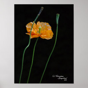 Orange Poppy Blume Poster