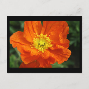 Orange Poppy Blume Postkarte
