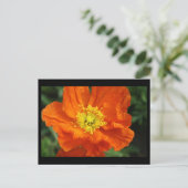 Orange Poppy Blume Postkarte (Stehend Vorderseite)