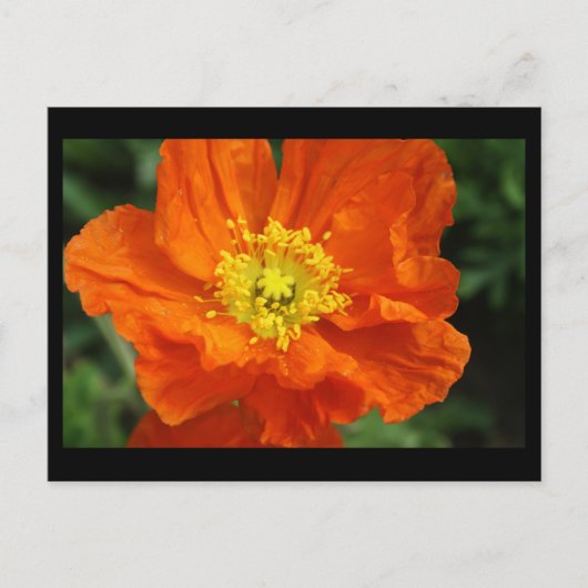Orange Poppy Blume Postkarte (Vorderseite)