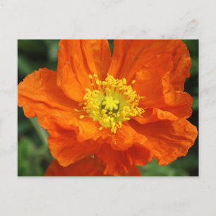 Orange Poppy Blume Postkarte