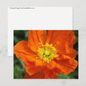Orange Poppy Blume Postkarte (Vorne/Hinten)