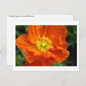 Orange Poppy Blume Postkarten (Vorne/Hinten)
